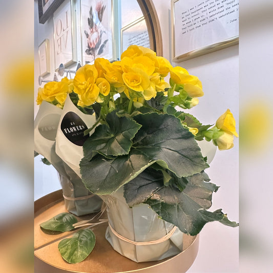 POTTED Plant - Small